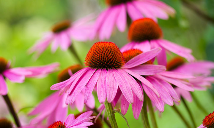 Echinacea, un fiore per prevenire la caduta dei capelli.
