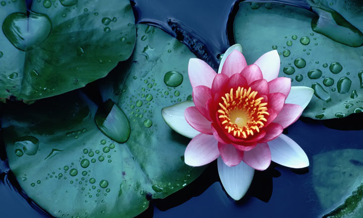 Fior di Loto, barriera naturale alle impurità.