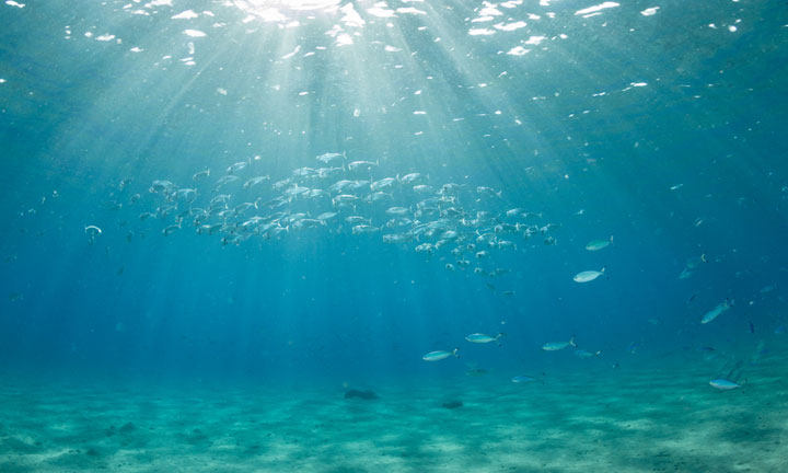 Il Plancton marino stimola il collagene.