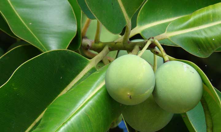 Atì, la prodigiosa pianta che fa bene ai capelli.